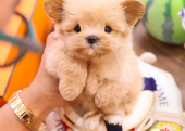 TOY POODLE YAVRULARIM